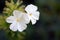 White flowers of Phlox maculata, snowdon.