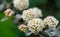 White flowers Physocarpus opulifolius diabolo or Ninebark with purple leaves on blurry flowers background