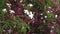 White flowers and pink buds of jasmine