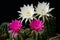 White flowers and pink flowers of hybrid cactus