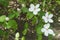 White flowers and pinkish flower buds of quince