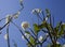 White flowers Plumeria on tropical tree branch