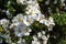 White flowers potentilla fruticosa manchu in the garden.