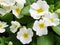 White flowers Primula vulgaris or Wild primroses