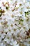 White flowers of Prunus nipponica or Japanese alpine cherry shrub which originates from the islands of Hokkaido and Honshu, Japan