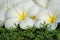 White flowers in the rain