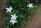 White flowers rainy day