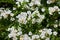 White Flowers of a Rambling Rose