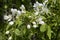 White flowers ranetki on a branch