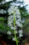 White flowers of red baneberry, Actaea rubra