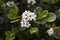 White flowers of Rhaphiolepis indica shrub