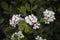 White flowers of Rhaphiolepis indica shrub