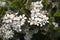 White flowers of Rhaphiolepis indica shrub