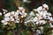 White flowers Rhaphiolepis umbellata it is Indian hawthorn