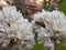 white flowers of the robusta coffee