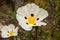 White Flowers Rockrose