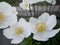 White flowers rockrose Cistus Halimium