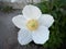 White flowers rockrose Cistus Halimium