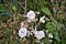 White flowers of Rosa alba in the garden