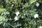 White Flowers with rose botany