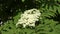 White flowers of Rowan
