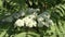 White flowers of Rowan