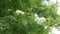 White flowers of Rowan