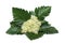 White flowers of the rowan tree with green leaves Sorbus intermedia  Swedish whitebeam  of species whitebeam on white background