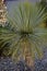 White flowers of Royal yucca close-up. Tropical plant park in Poland, Zielona Gora