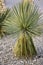 White flowers of Royal yucca close-up. Tropical plant park in Poland, Zielona Gora