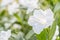 White flowers, ruellias, wild petunias.