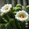 The white flowers of Saguaro cactus.