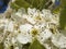 White flowers, Saint-Pere-sur-Loire