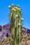 White Flowers Sajuaro Cactus Blooming Saguaro Desert Museum Tucson Arizona