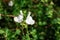 White flowers salvia microphylla in the garden.