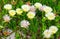 White flowers on sand(Carpobrotus) closeup.