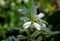 White flowers of Saskatoon serviceberry, Amelanchier alnifolia