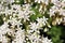 White flowers of Sedum album (White Stonecrop)