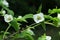 White flowers and serrated margin leaves of decorative shrub Rhodotypos Scandens