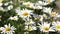 White flowers shakes the wind in the summerfield. Beautiful daisy flowers in spring on the meadow. flower business