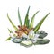 White flowers, shells, aloe vera and spa stones. SPA concept. Watercolor illustrations. Botanical painting on isolated