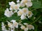 White flowers shrubbery jasmine at springtime