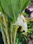 White flowers Siamese flowers multi-layered petals arranged in a long bouquet