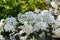 White flowers of Slender Pride Of Rochester, Deutzia Gracilis Nikko.