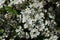 White flowers of Slender Pride Of Rochester, Deutzia Gracilis Nikko.