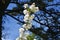 White flowers of Slender Pride Of Rochester, Deutzia Gracilis Nikko.