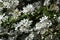 White flowers of Slender Pride Of Rochester, Deutzia Gracilis Nikko.