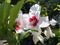 White flowers. Small blossom. Spring day. Sunny weather