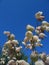 White flowers with small buds against the blue sky.