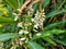 white flowers, small seeded flowers and only grows in summer